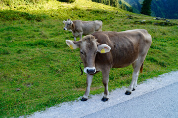 alpine cows grazing in the green alpine valley in the Austrian Alps of the Schladming-Dachstein...
