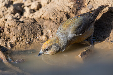 Close-up shot of Red Crossbill drinking from a pond