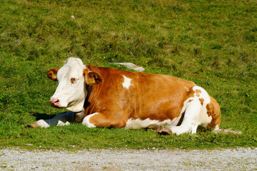 alpine cow basking in the sun on the green alpine meadow in the Austrian Alps of the...