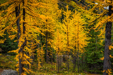 Golden larch trees in the autumn in Canada's Banff National Park
