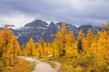 Fototapeta na wymiar Golden larch trees in autumn at Canada's Banff National Park
