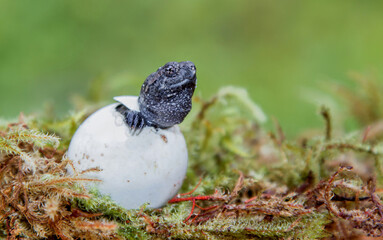 Hatching snapping turtle 
-Massachusetts 