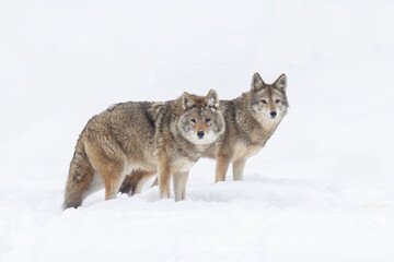 coyotes pair in Canadian winter