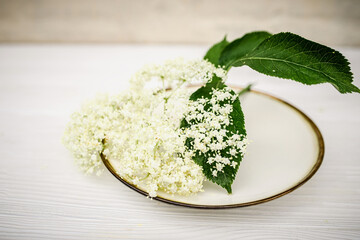 Freshly cut elderberry flowers on a plate with a gold rim. Beautiful flowers for making a whole...