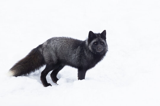 silver fox, melanistic form of the red fox (Vulpes vulpes) in winter