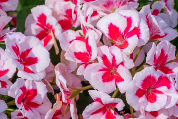 Americana White Splash Zonal Geraniums Growing In The Garden In Spring