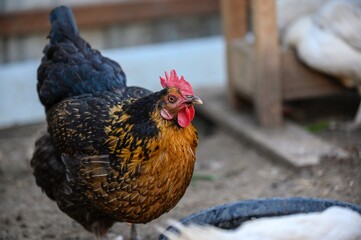 A beautiful hen with a red comb and brown and black feathers looks straight into the camera walking around the bird yard on the farm among the other chickens. Close-up of the bird, blurred background.