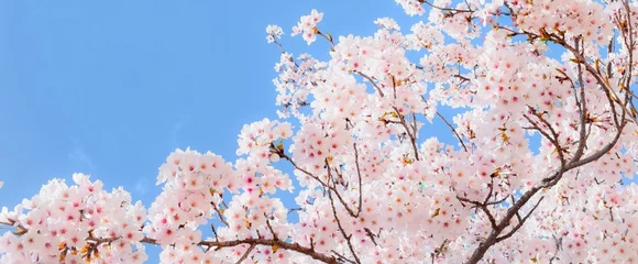 Fotobehang 桜の花と青空のフレーム、サクラの背景素材、染井吉野 © yuri-ab
