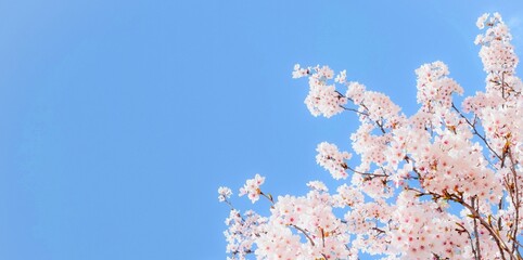 桜の花と青空のフレーム、サクラの背景素材