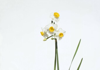 水仙の切り花、日本スイセン、室内の日本水仙、白背景	
