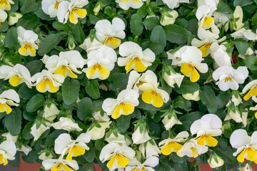 Yelliow And White Pansies Growing In The Garden In Spring