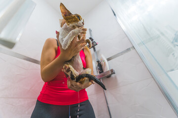 Low angle shot of a wet cat held by a woman in a shower. Pet concept. High quality photo