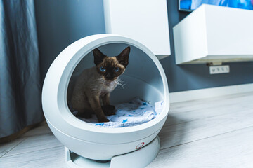 Medium shot of a cat with blue eyes sitting inside of a capsule-shaped cat house. High quality photo