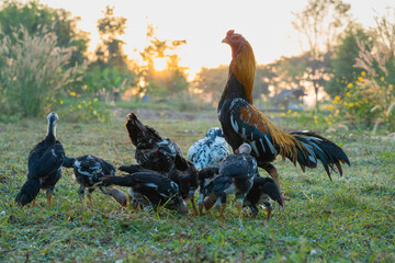 White tail yellow cock of Thailand. Native local white tail yellow thai rooster from Thailand.