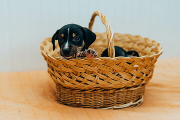 Andalusian winemaker puppies in a straw basket