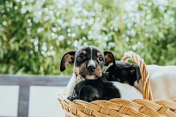 Andalusian winemaker puppies in a straw basket