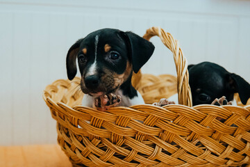 Andalusian winemaker puppies in a straw basket