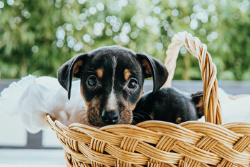 Andalusian winemaker puppies in a straw basket
