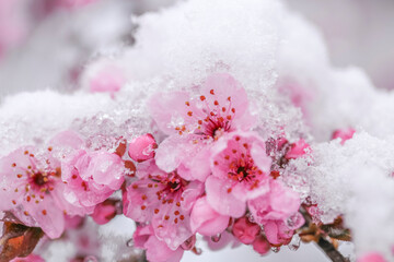 Pink flowering branches in the snow macro