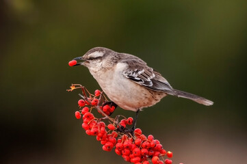 Chalk browed Mockingbird, La Pampa Province, Patagonia, Argentina
