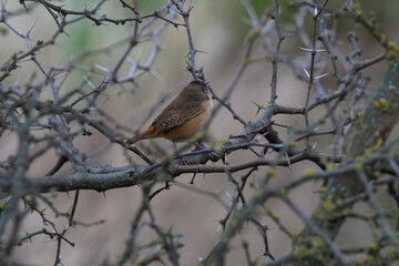  Grass Wren, in Calden Forest environment, La Pampa Province, Patagonia, Argentina.