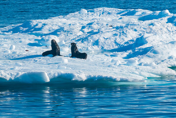Seal on an iceberg, in a frozen landscape in Antarctica