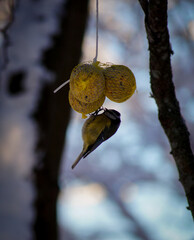 bird on a tree