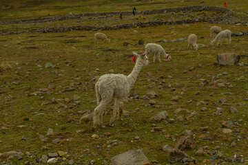 Landscape of the Peruvian Andes with alpacas and llamas during the rainy season. Concept of...
