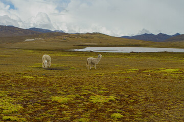 Landscape of the Peruvian Andes with Alpacas, mountains , lagoon, and sky. Concept of nature, animals, and landscapes of South America.