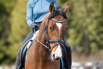 Obraz premium Horse picture