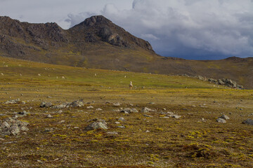 Fototapeta premium Landscape of the Peruvian Andes with Alpacas, mountains and sky. Concept of nature, animals, and landscapes of South America.