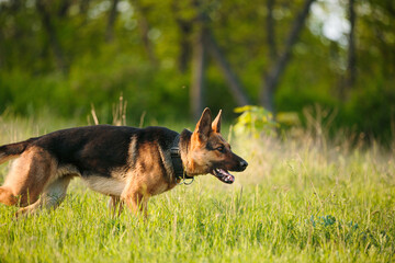 A german shepherd dog on a training. On green summer nature background.