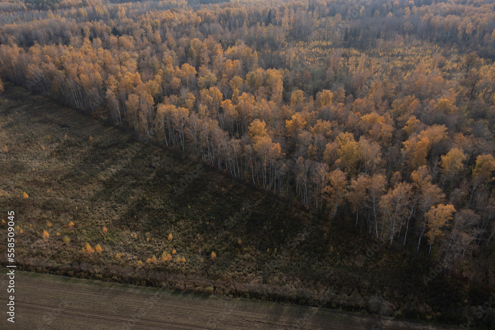 Poster an aerial view of a forest with lots of trees in the foreground and a field in the foreground, with 
