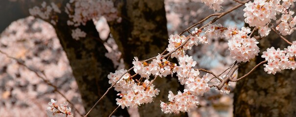 満開の桜の花のフレーム、サクラの背景素材、庭の桜の大木、日本庭園