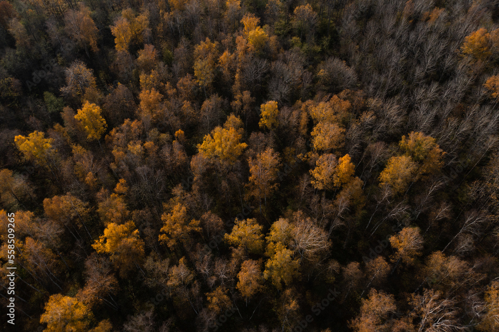 Poster an aerial view of a forest with lots of trees in the fall and yellow leaves on the trees in the fore