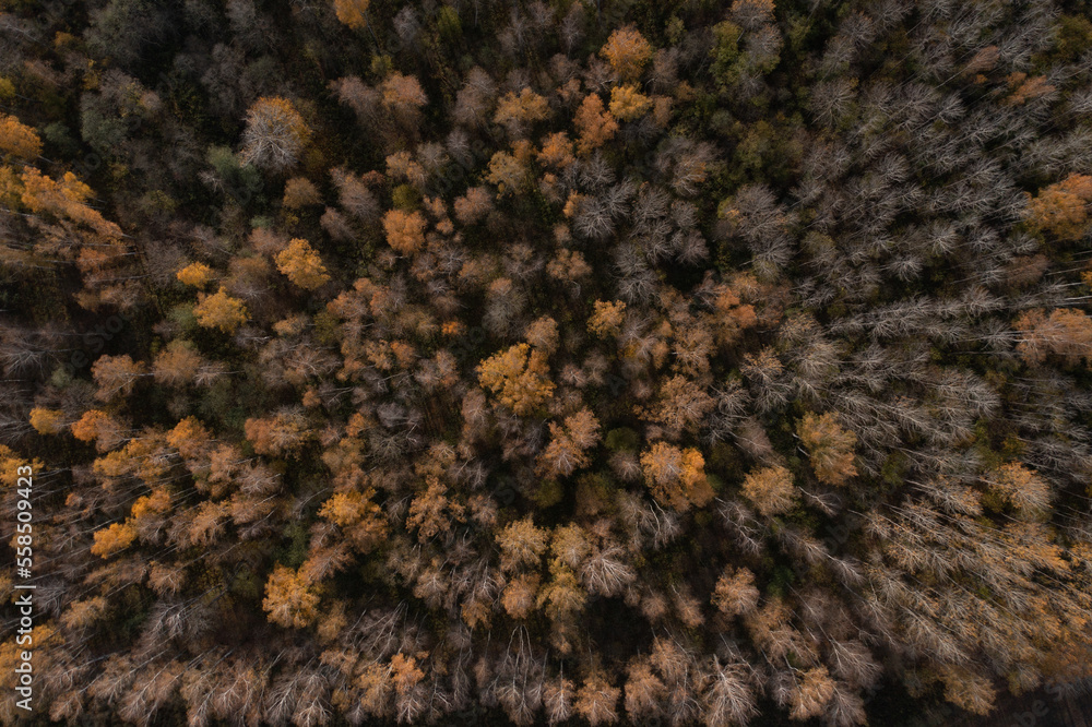 Aufkleber an aerial view of a forest with lots of trees in the foreground and yellow and green trees in the mi