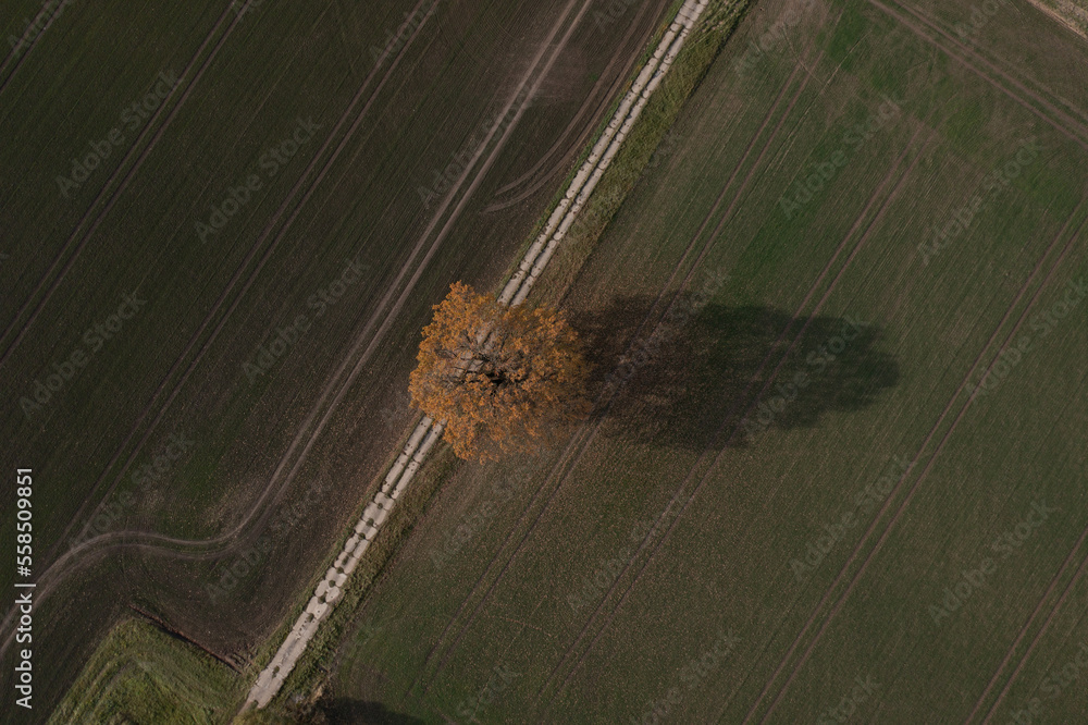 Poster an aerial view of a lone tree in a field of grass and trees in the distance, with a white line in th