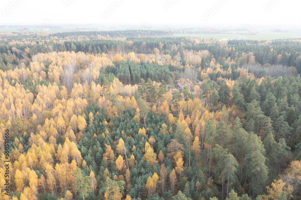 Aufkleber an aerial view of a forest with lots of trees in the foreground and yellow and green trees on the fa