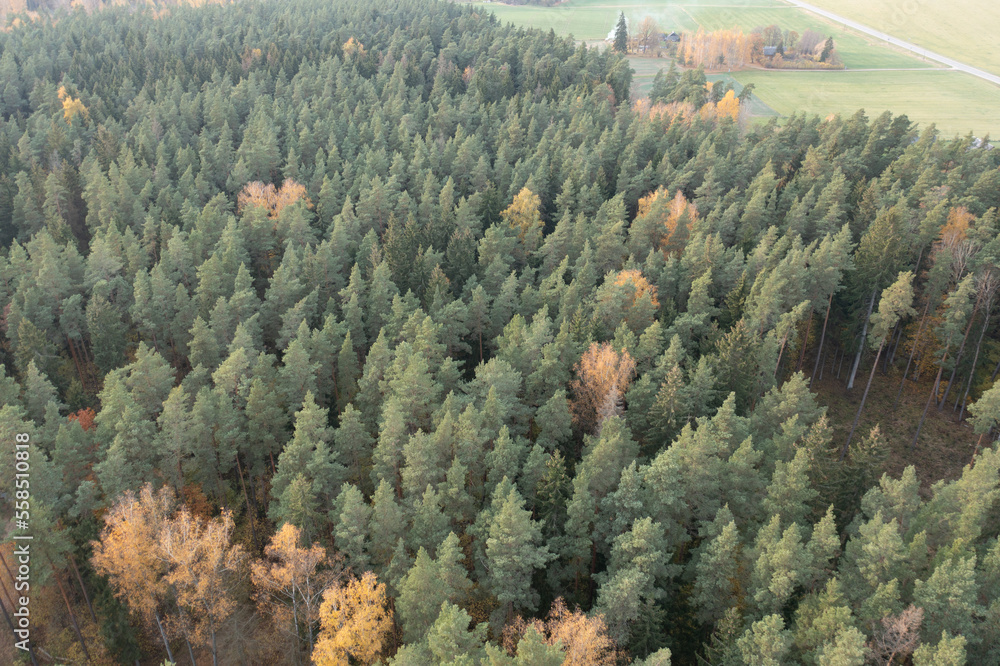 Poster a large group of trees in the middle of a forest with yellow and green leaves on the tops of the tre