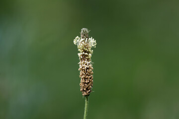 plantago lanceolata close-up of the inflorescence of a ribwort plantain in spring