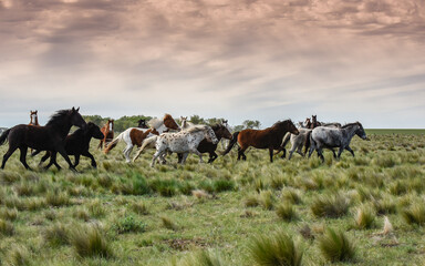 Herd of horses in the coutryside, La Pampa province, Patagonia,  Argentina.