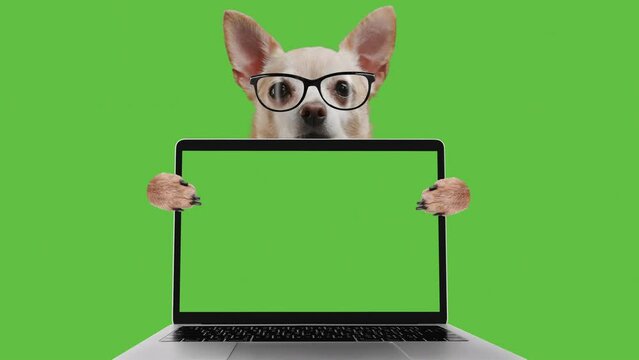 Funny cute dog is showing a notebook screen. Laptop green screen. Chroma key for mock up. Smart programmer coder is using computer. Funny pet in nerd glasses. Alpha channel included in video file