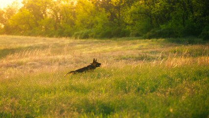 A dog on the summer field at the evening