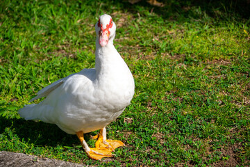 Canard blanc au soleil dans un jardin avec une pelouse verte