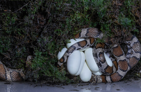 Eastern milk snakes guarding her egg clutch
-New Hampshire