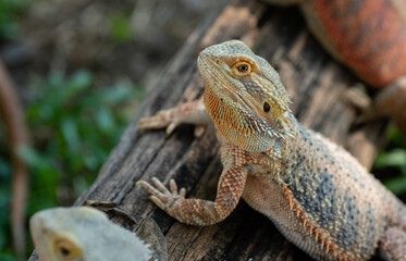 bearded dragon on ground with blur background