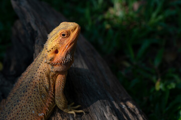 Fototapeta premium bearded dragon on ground with blur background