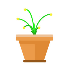 plant in a pot