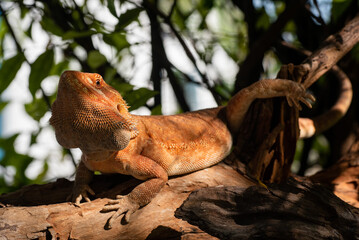 bearded dragon on ground with blur background
