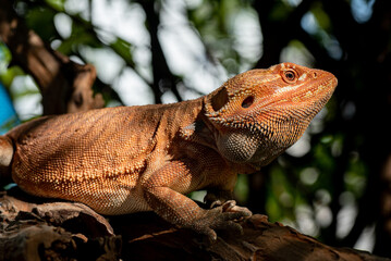 bearded dragon on ground with blur background